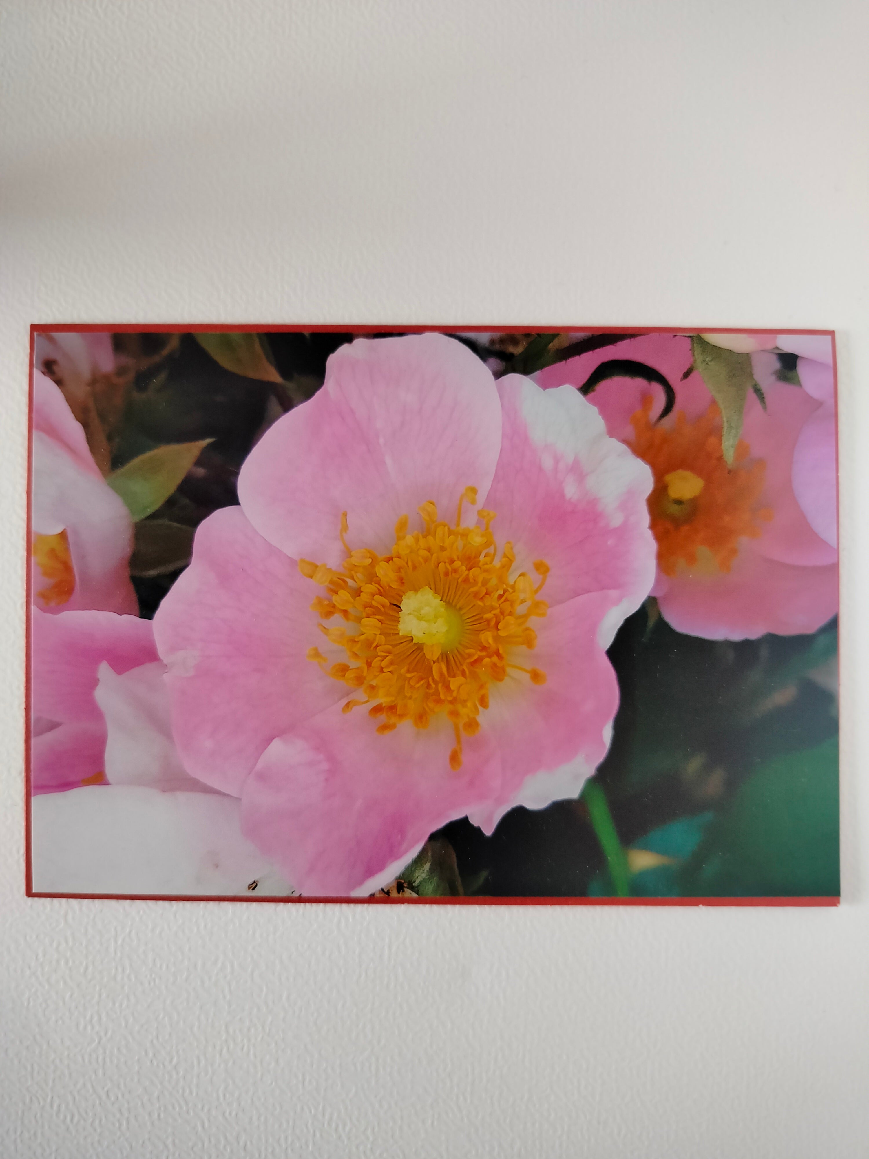 Biglietto auguri peonia