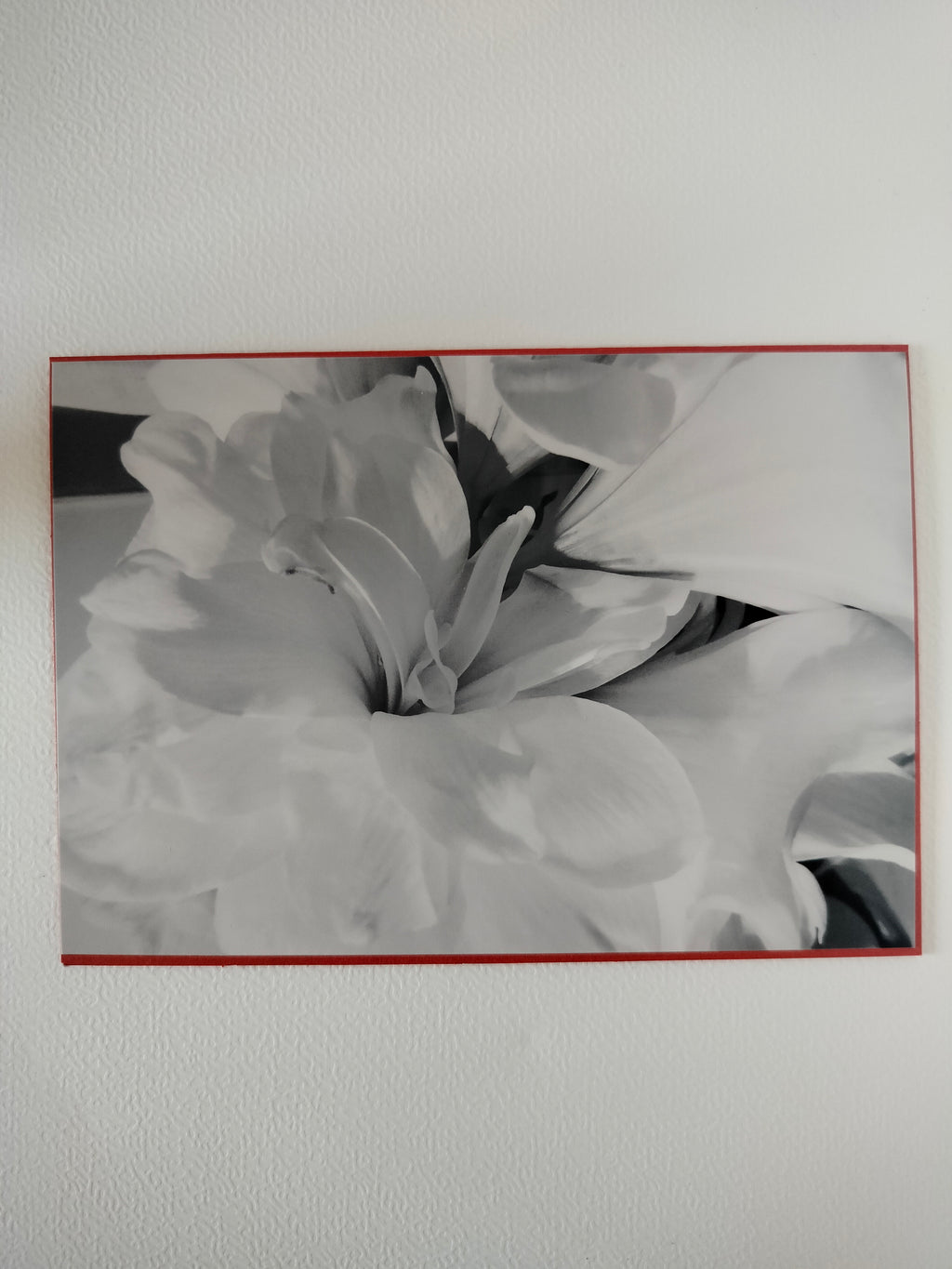 Biglietto auguri peonia bn