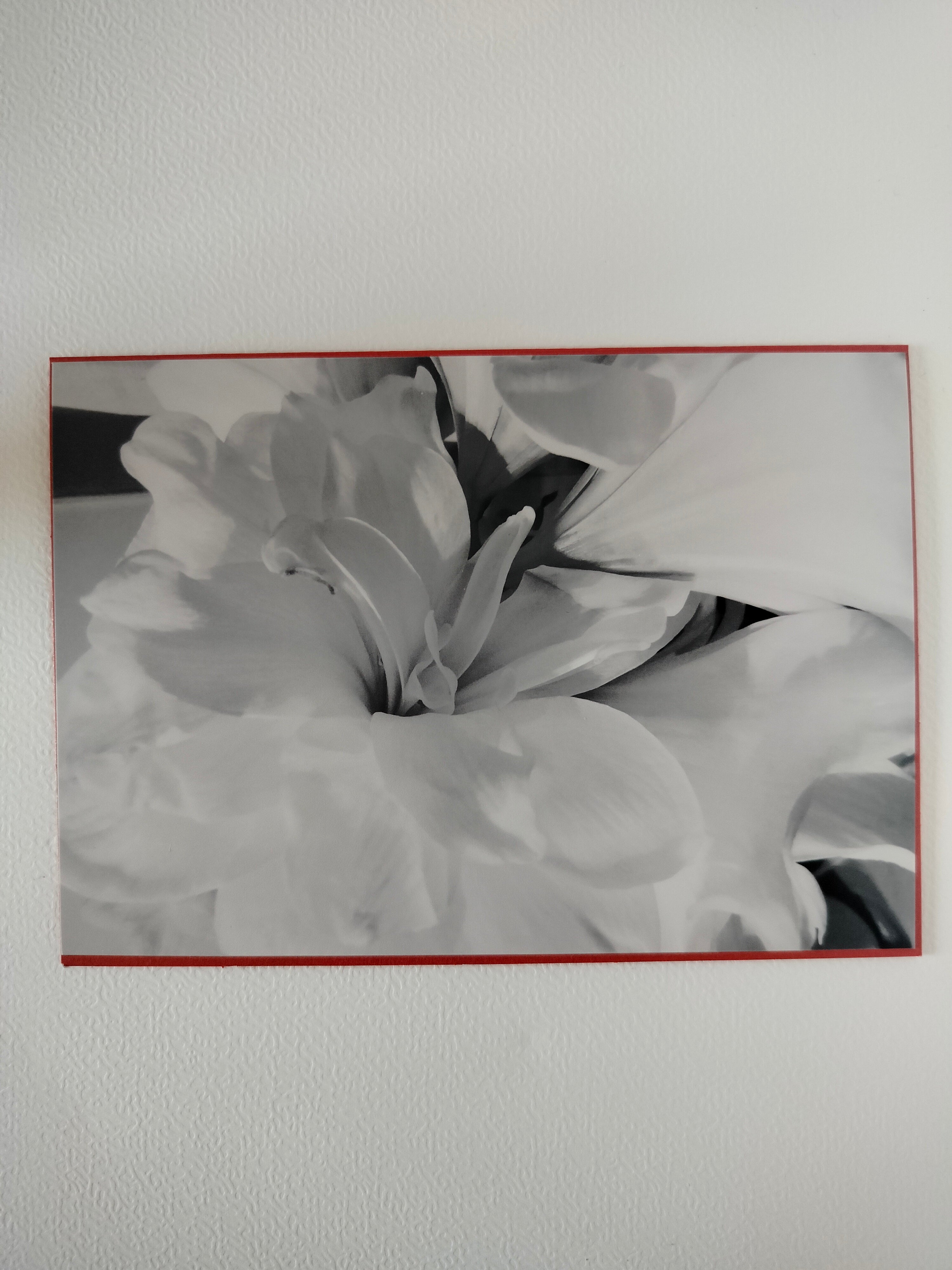 Biglietto auguri peonia bn