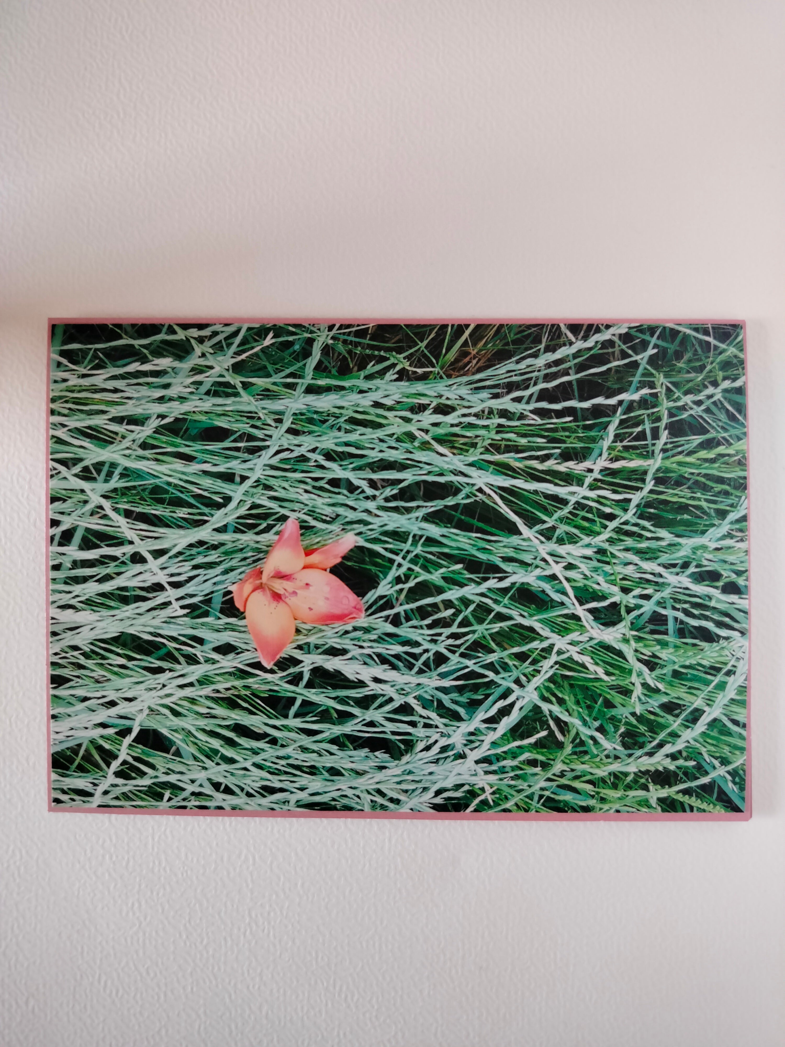 Biglietto auguri fiore nei campi