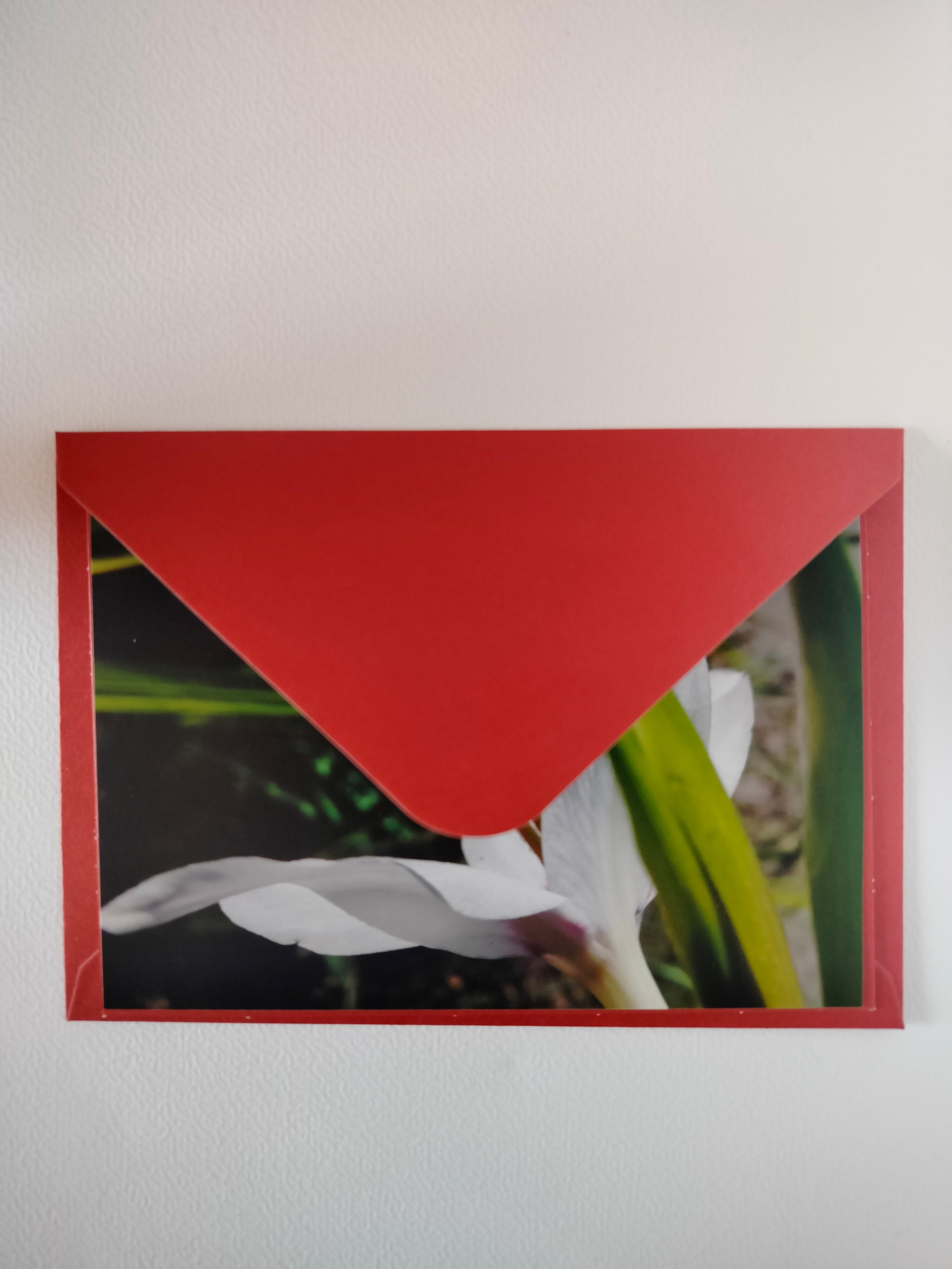 Biglietto auguri fiore semplice bianco