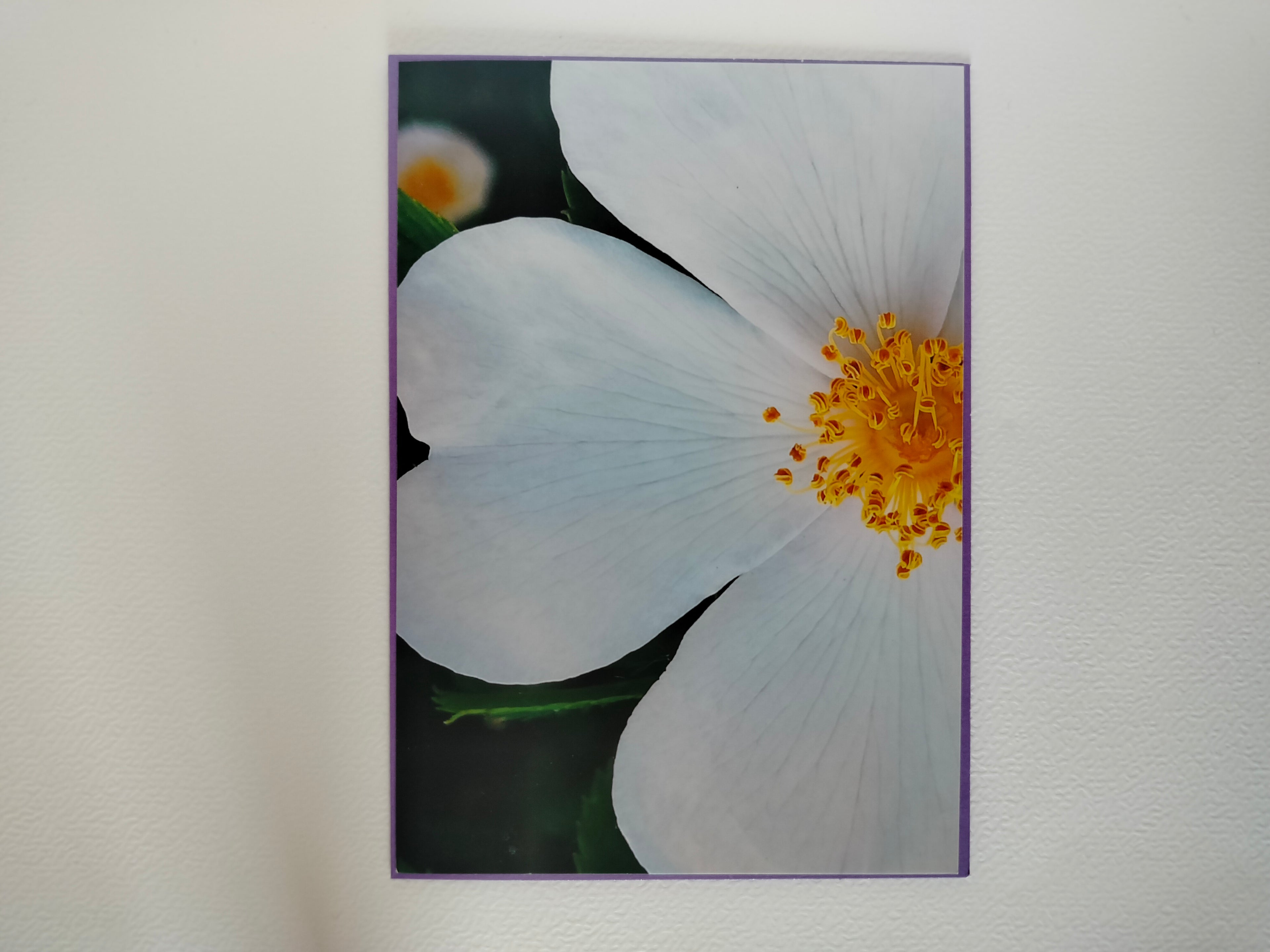 Biglietto auguri fiore white&yellow