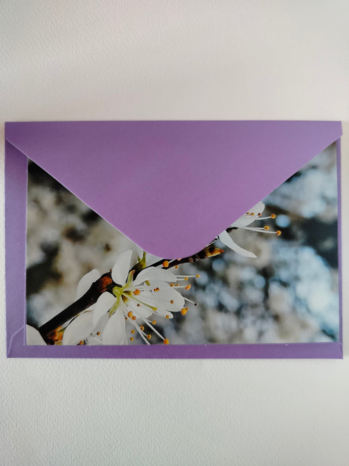 Biglietto auguri fiori di melo