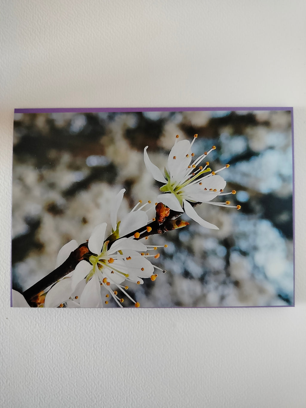 Biglietto auguri fiori di melo